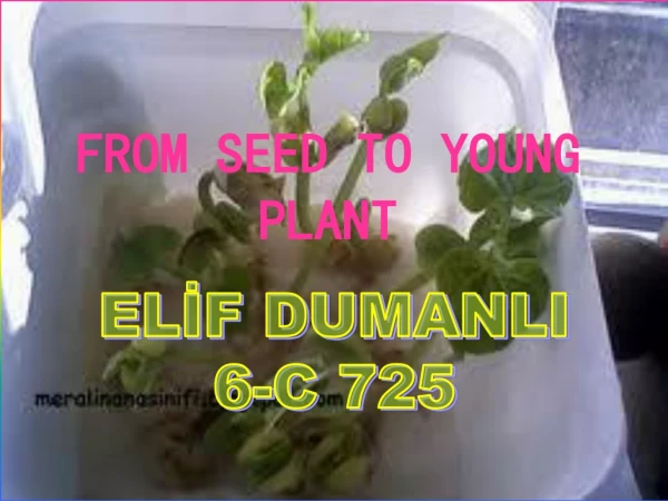 FROM SEED TO YOUNG PLANT