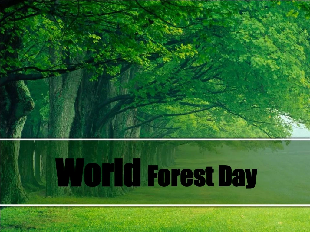 world forest day