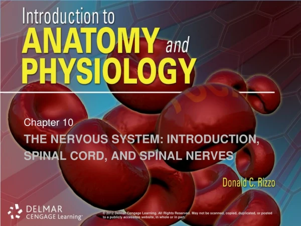 The Nervous System: Introduction , Spinal Cord, and Spinal Nerves