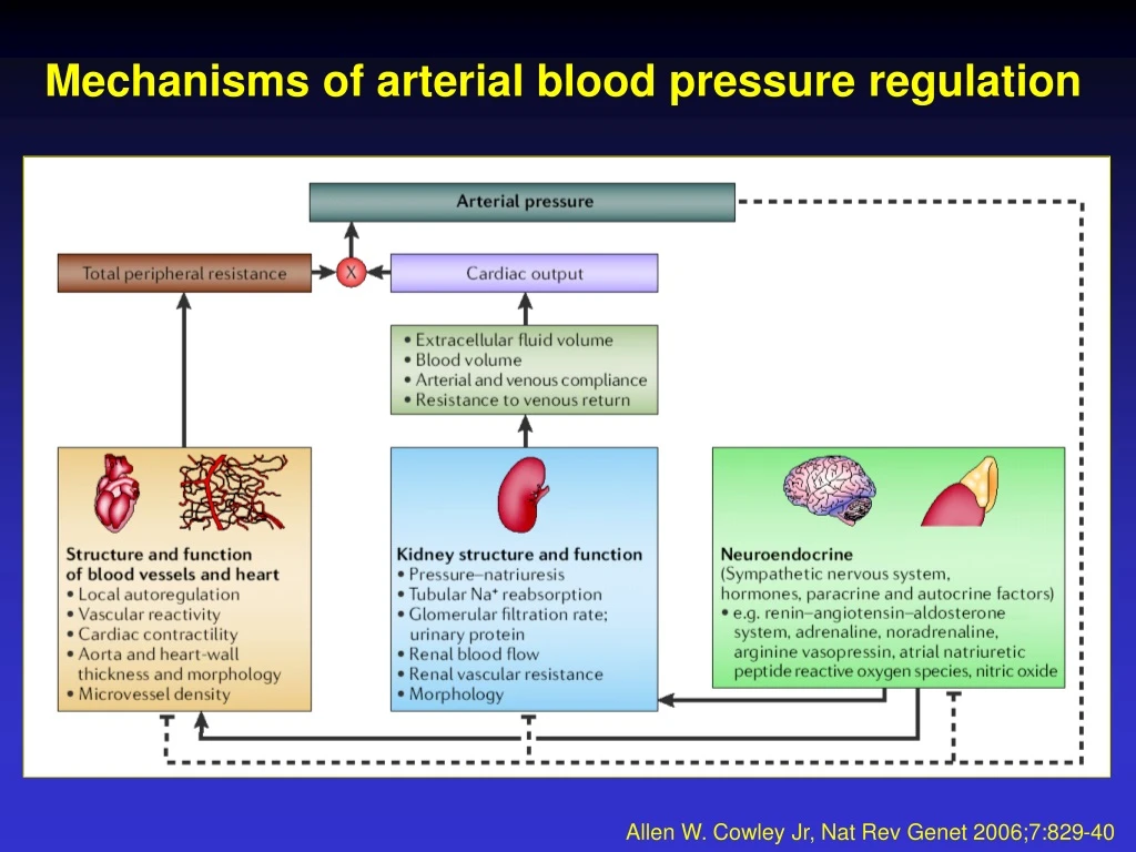 mechanisms of arterial blood pressure regulation