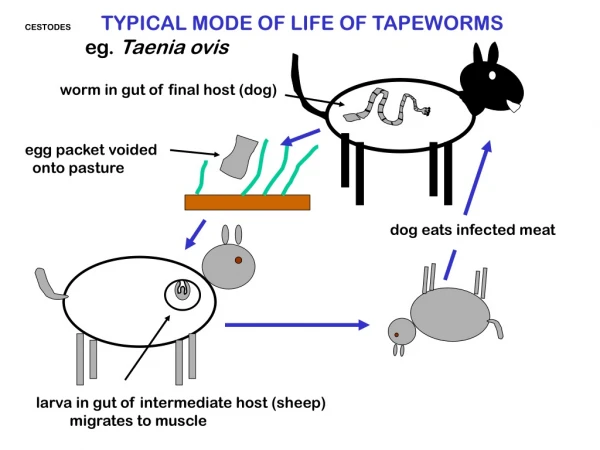 CESTODES TYPICAL MODE OF LIFE OF TAPEWORMS 	eg. Taenia ovis