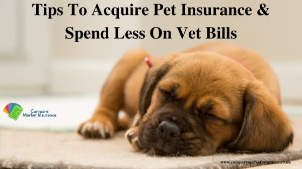 Tips To Acquire Pet Insurance & Spend Less On Vet Bills