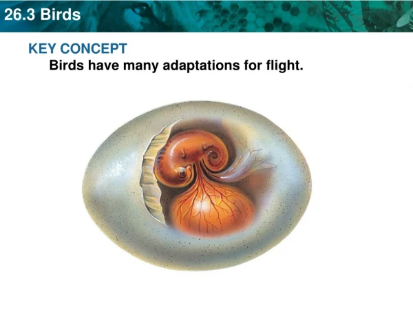 KEY CONCEPT Birds have many adaptations for flight.