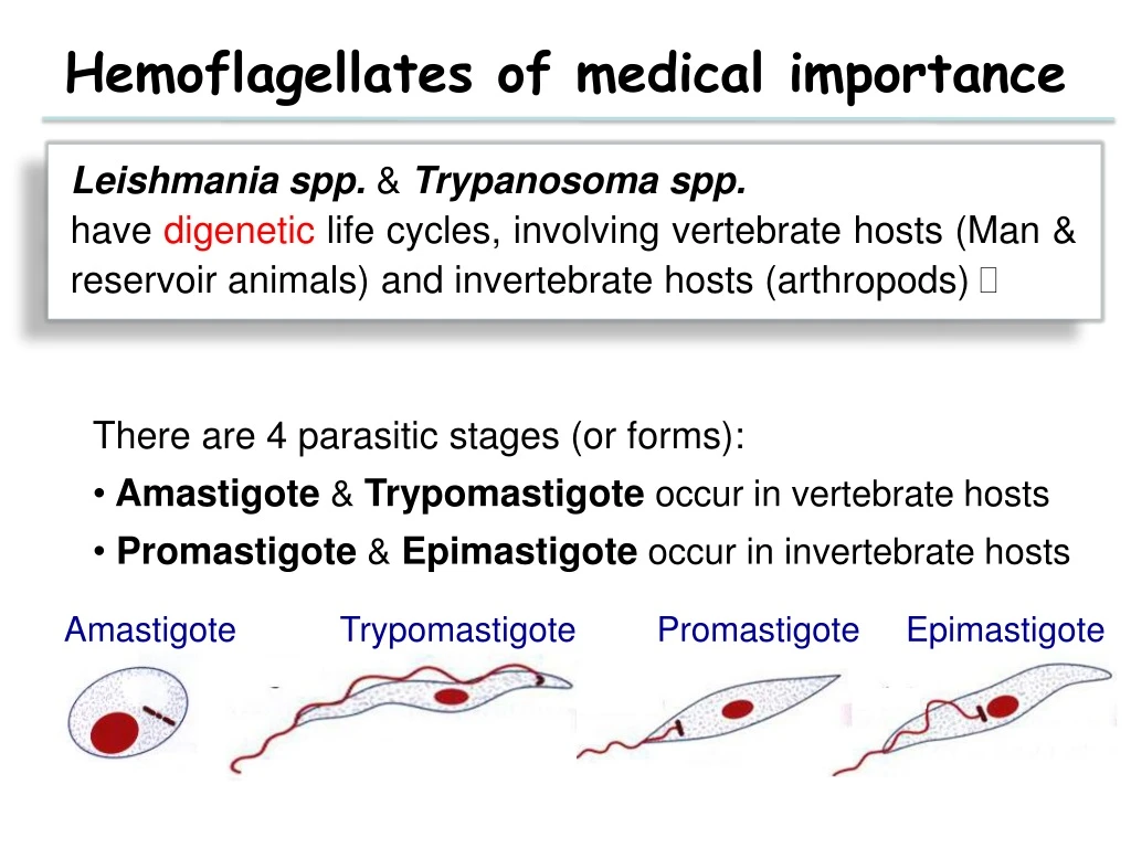hemoflagellates of medical importance