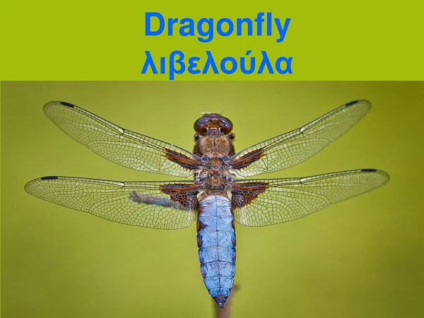 Dragonfly λιβελούλα