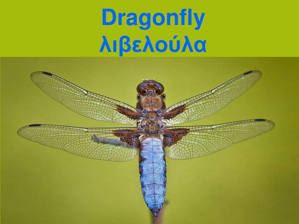 dragonfly