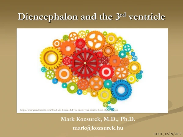 Diencephalon and the 3 rd ventricle