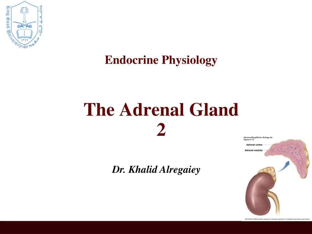 endocrine physiology the adrenal gland 2