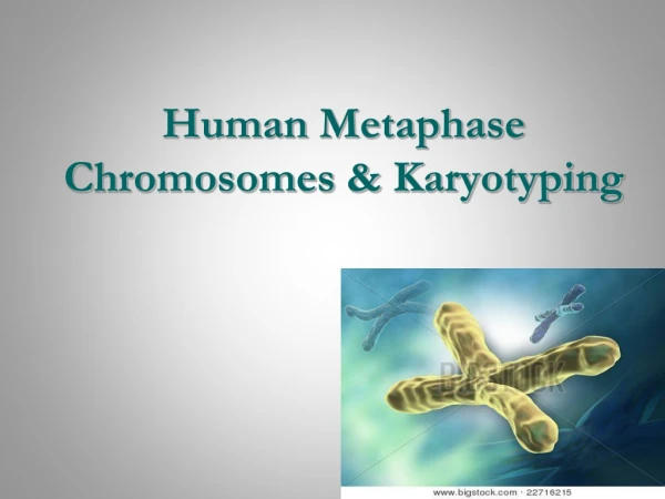 Human Metaphase Chromosomes &amp; Karyotyping