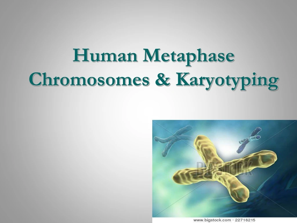 human metaphase chromosomes karyotyping
