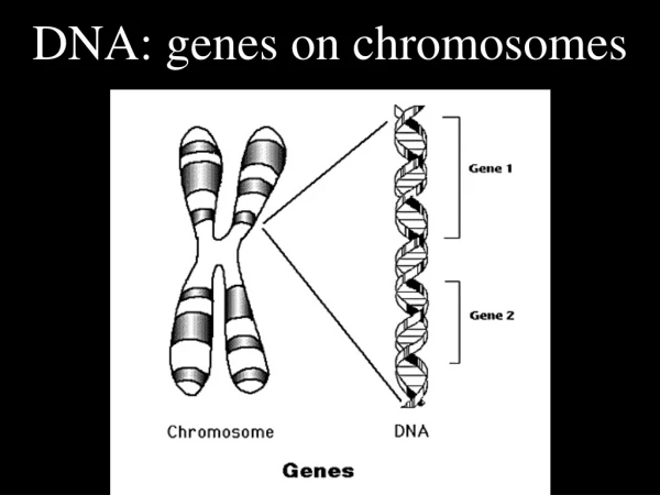DNA: genes on chromosomes