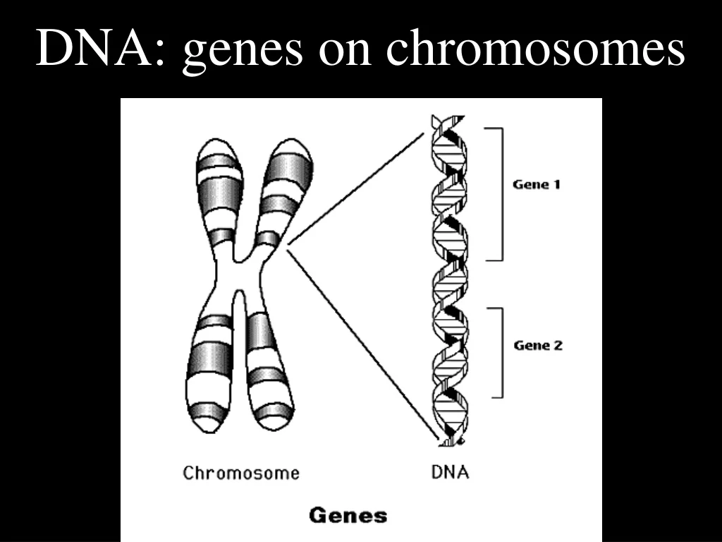 dna genes on chromosomes