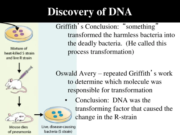 Discovery of DNA