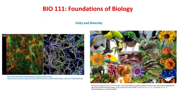 BIO 111: Foundations of Biology