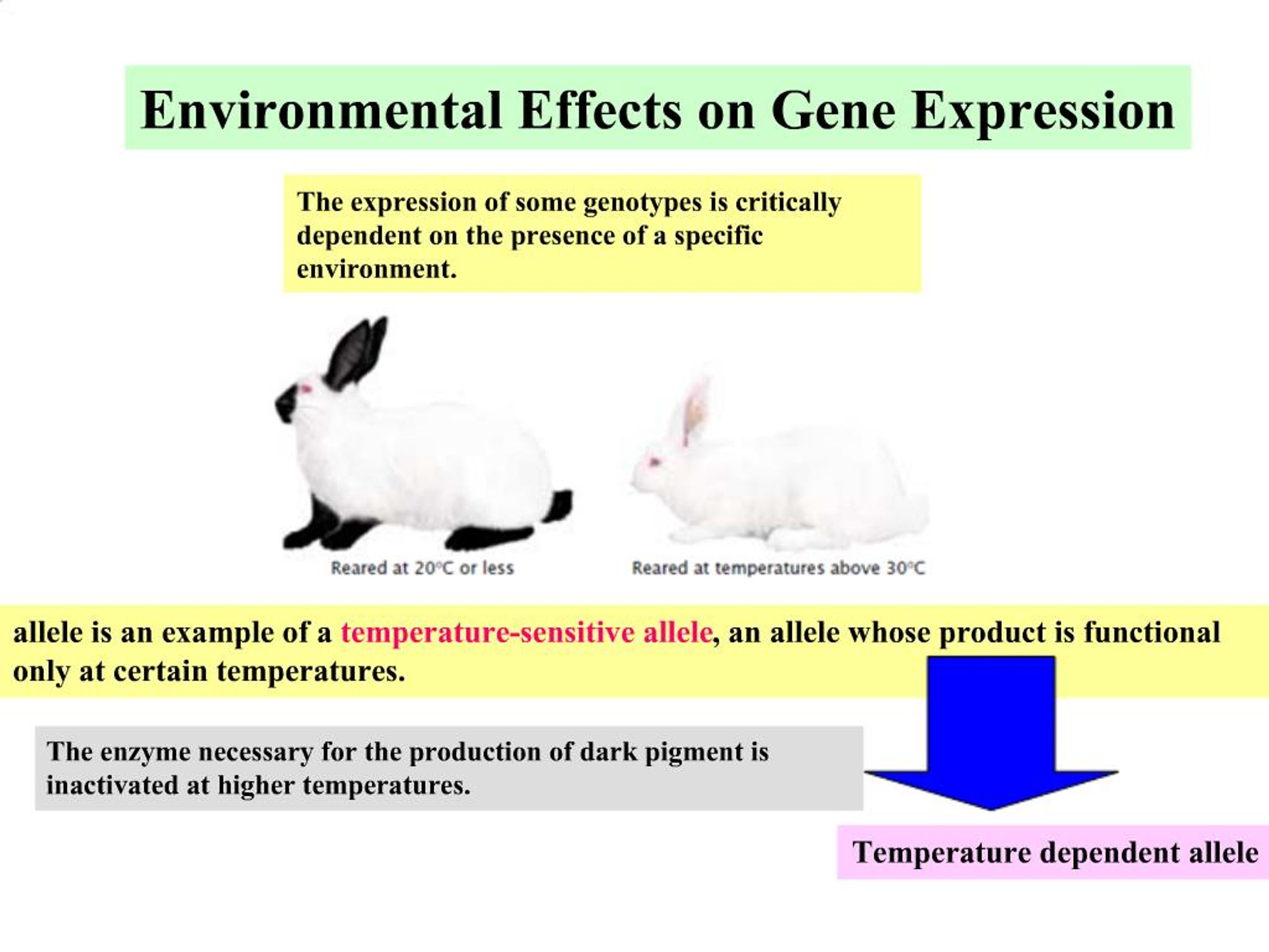 PPT - Environmental Effects on Gene Expression PowerPoint Presentation ...
