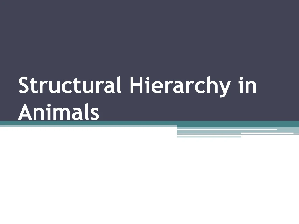 structural hierarchy in animals