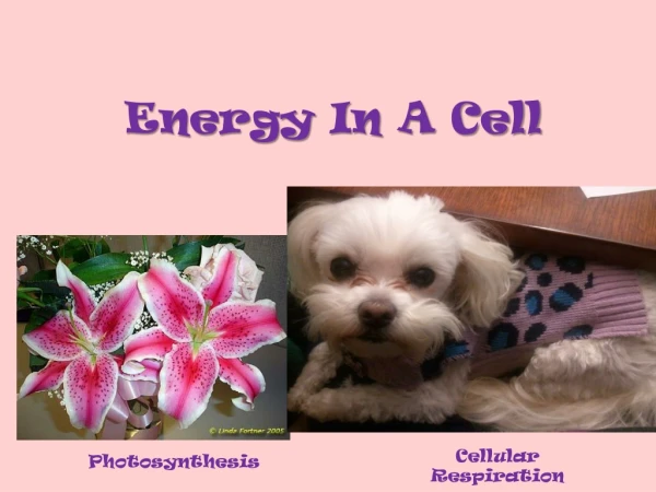 Energy In A Cell