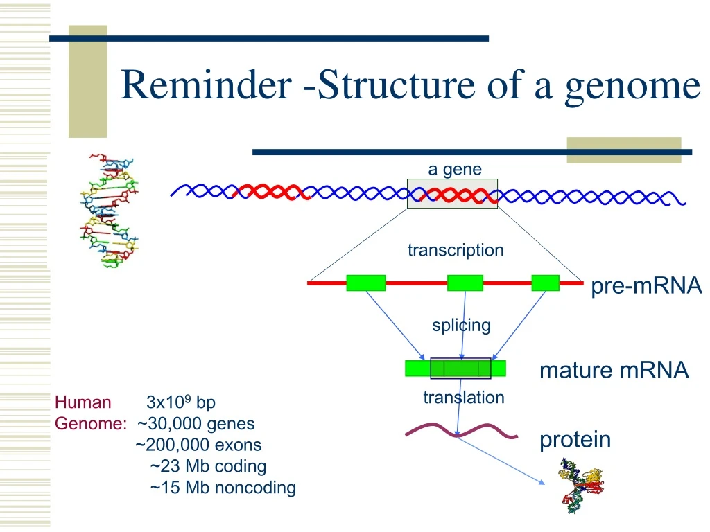 reminder structure of a genome