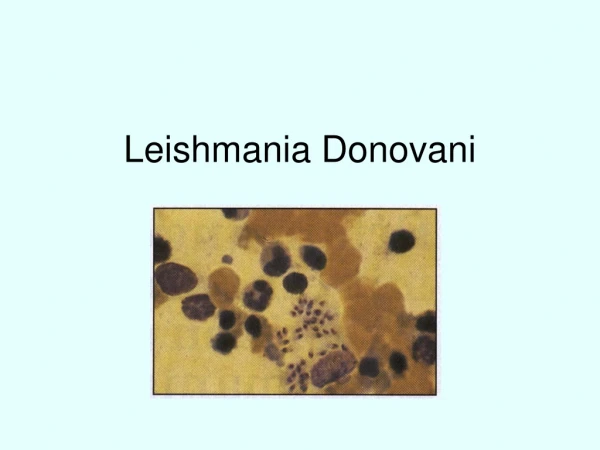 Leishmania Donovani