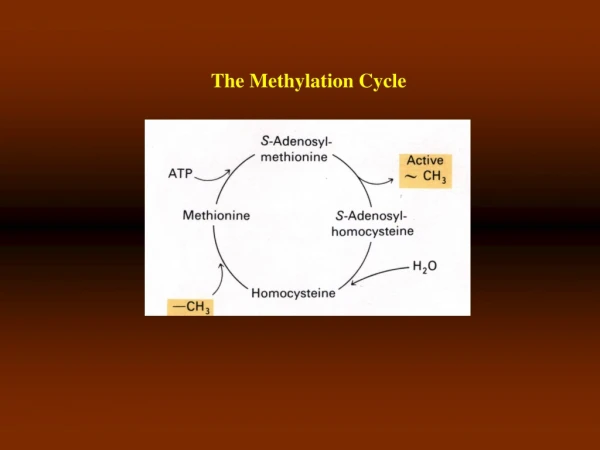 The Methylation Cycle