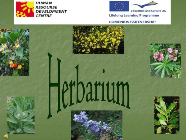 Herbarium