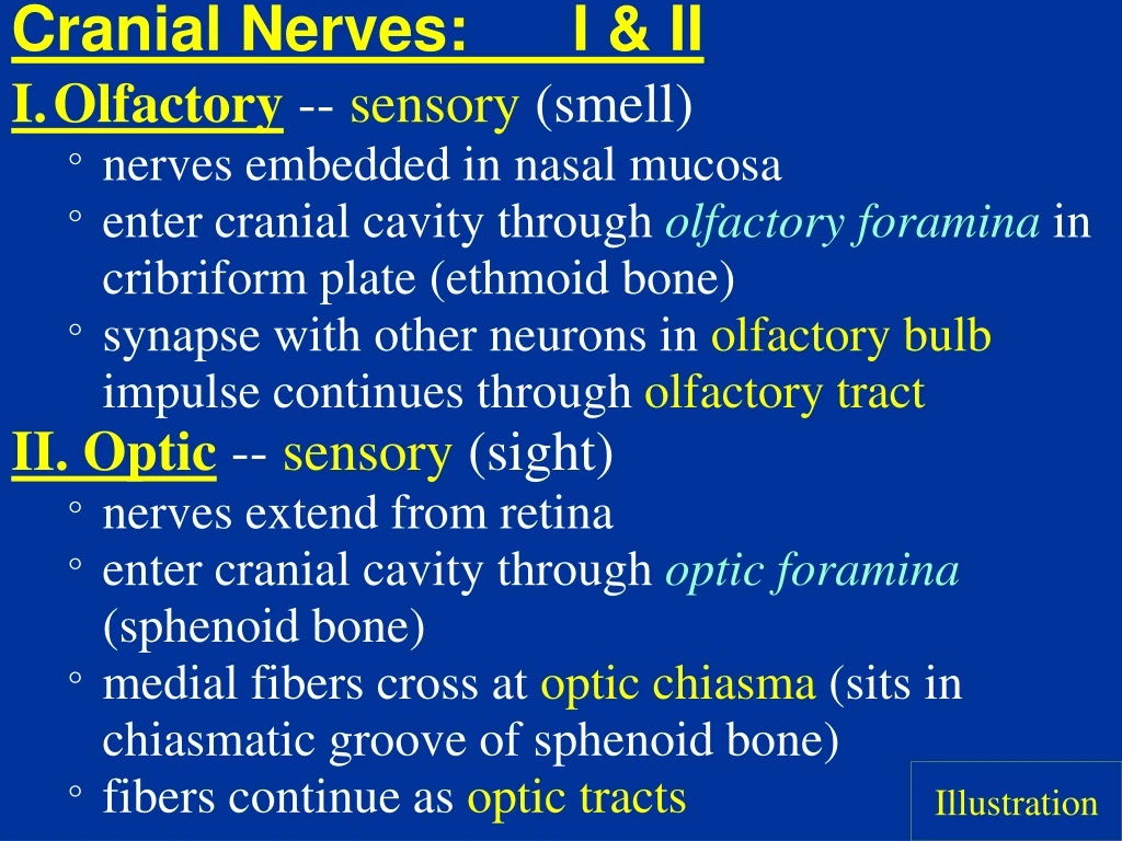cranial nerves i ii