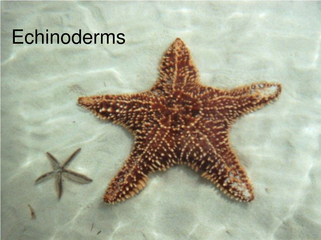 echinoderms