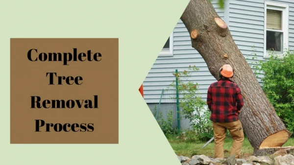 Complete Tree Removal Process