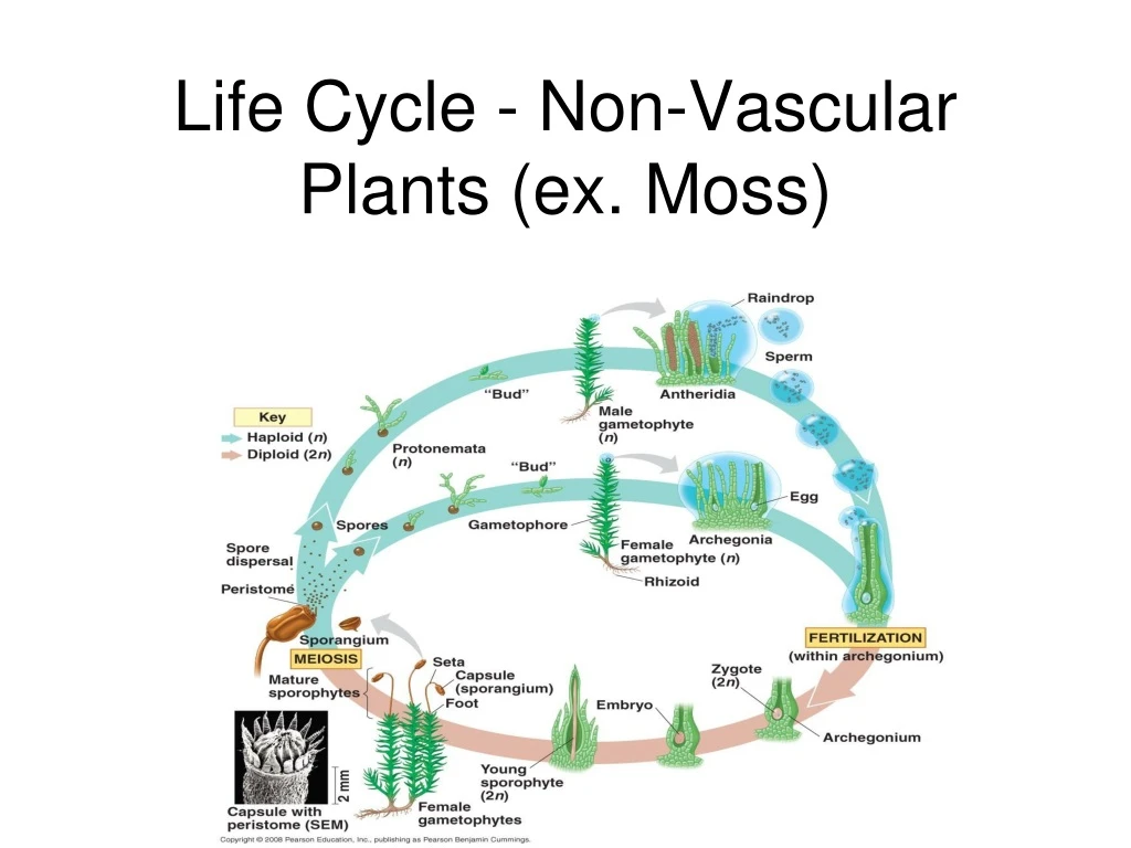 life cycle non vascular plants ex moss