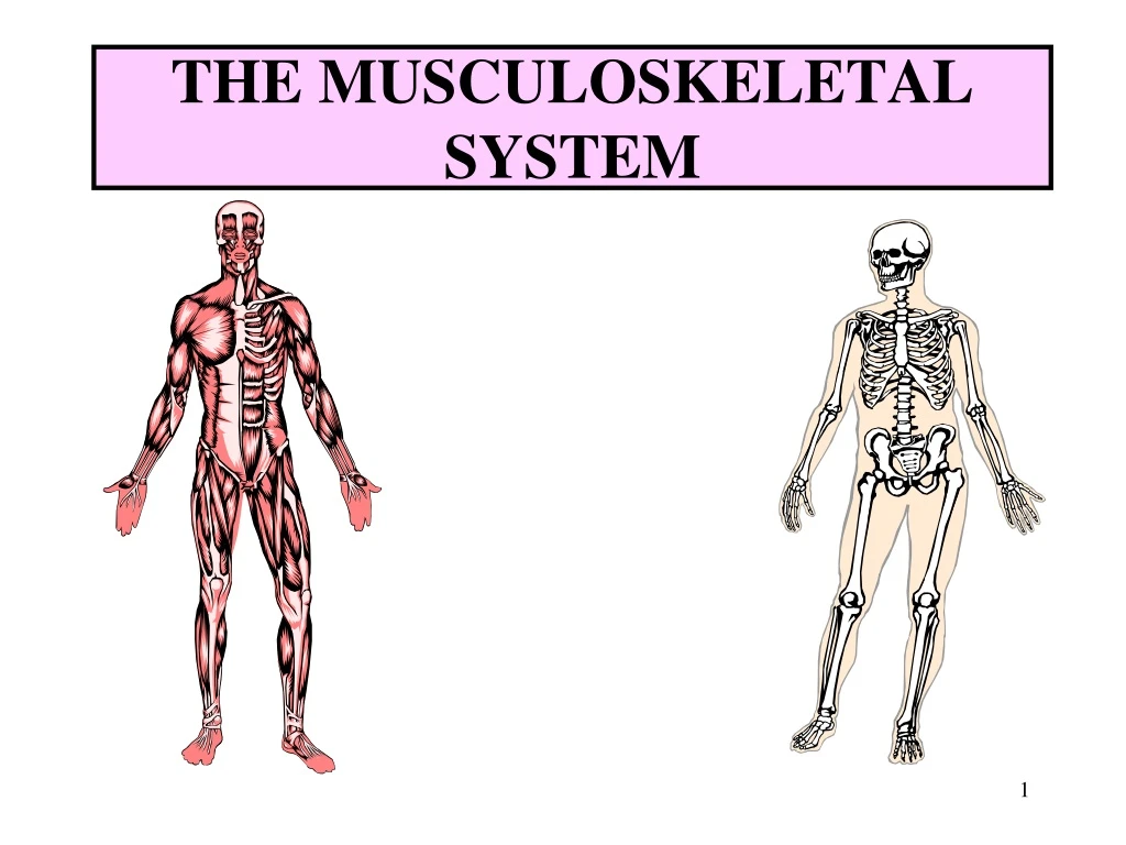 the musculoskeletal system