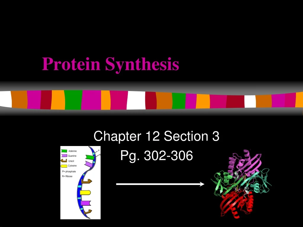 protein synthesis