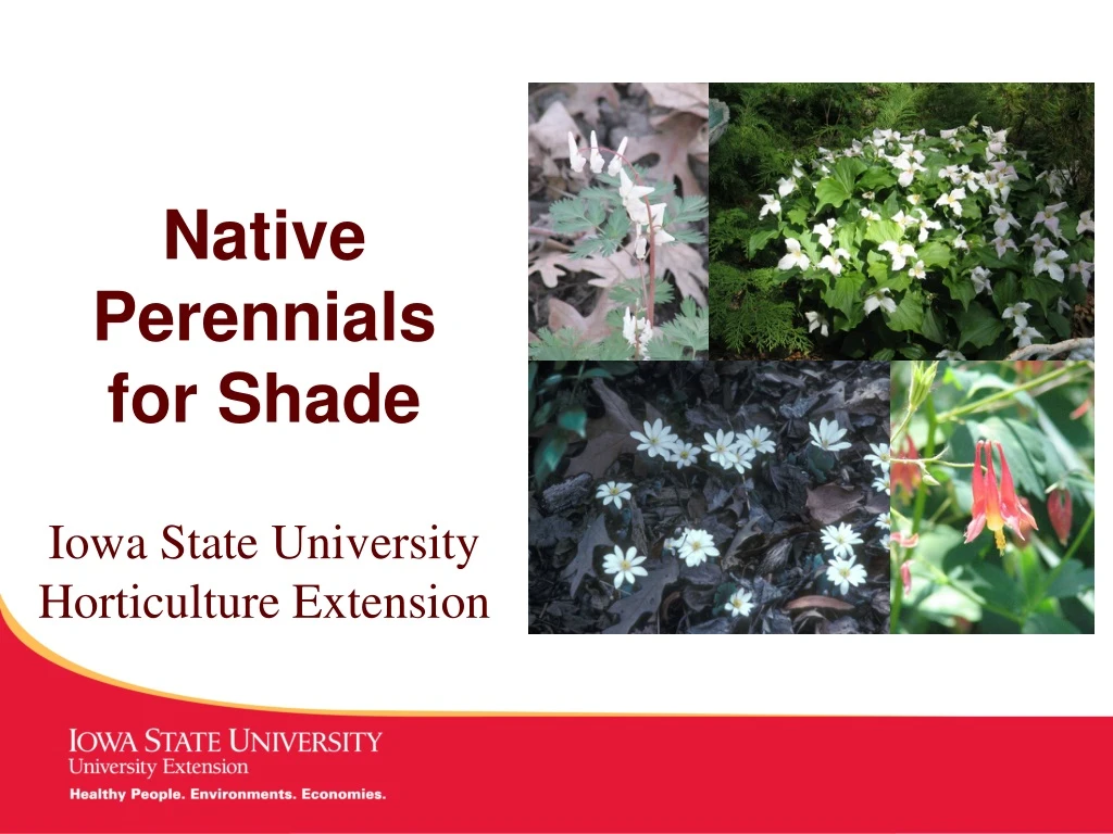native perennials for shade