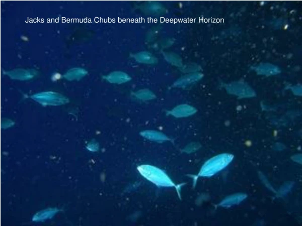 Jacks and Bermuda Chubs beneath the Deepwater Horizon