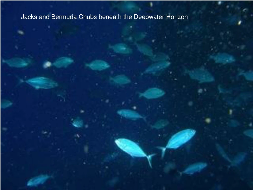 jacks and bermuda chubs beneath the deepwater