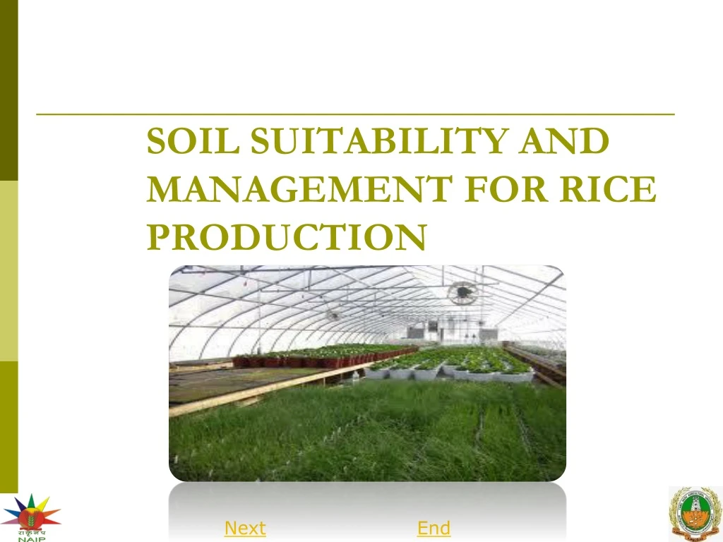 soil suitability and management for rice production