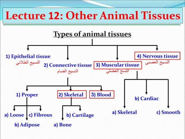 Lecture 12 : Other Animal Tissues