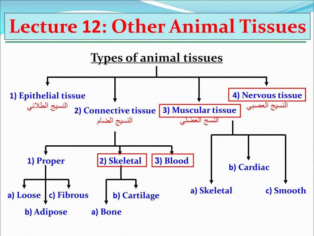 PPT - Lecture 12 : Other Animal Tissues PowerPoint Presentation, free  download - ID:8723283