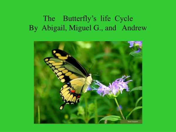 The Butterfly’s life Cycle By Abigail, Miguel G., and Andrew