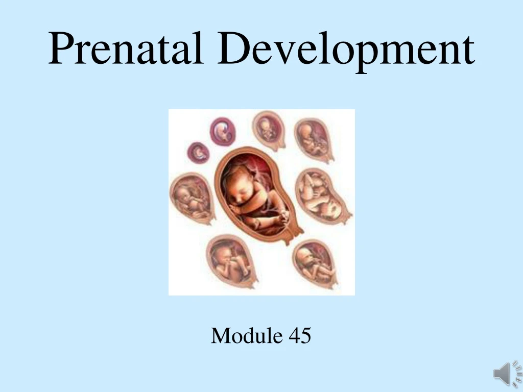 prenatal development