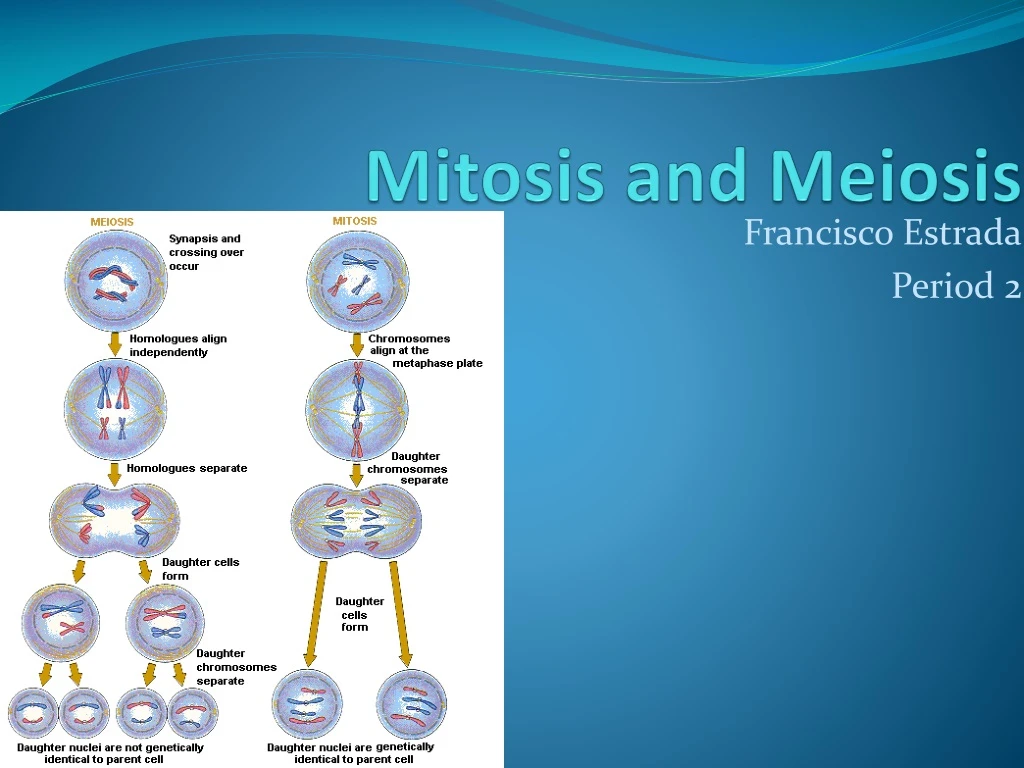 mitosis and meiosis