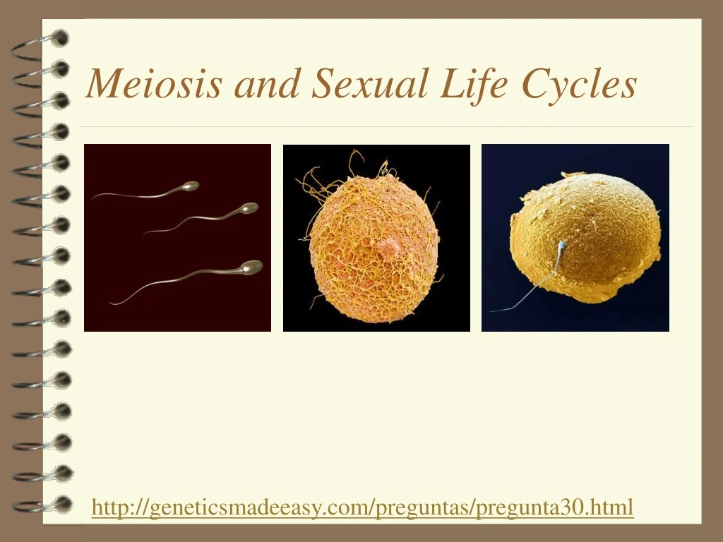 meiosis and sexual life cycles
