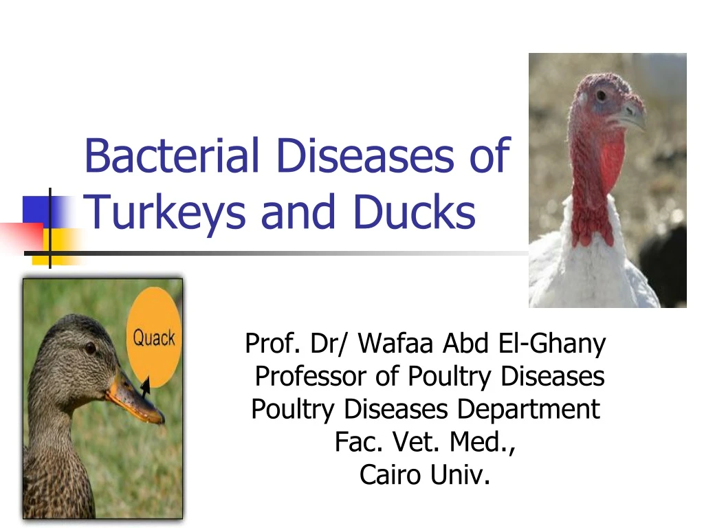 bacterial diseases of turkeys and ducks