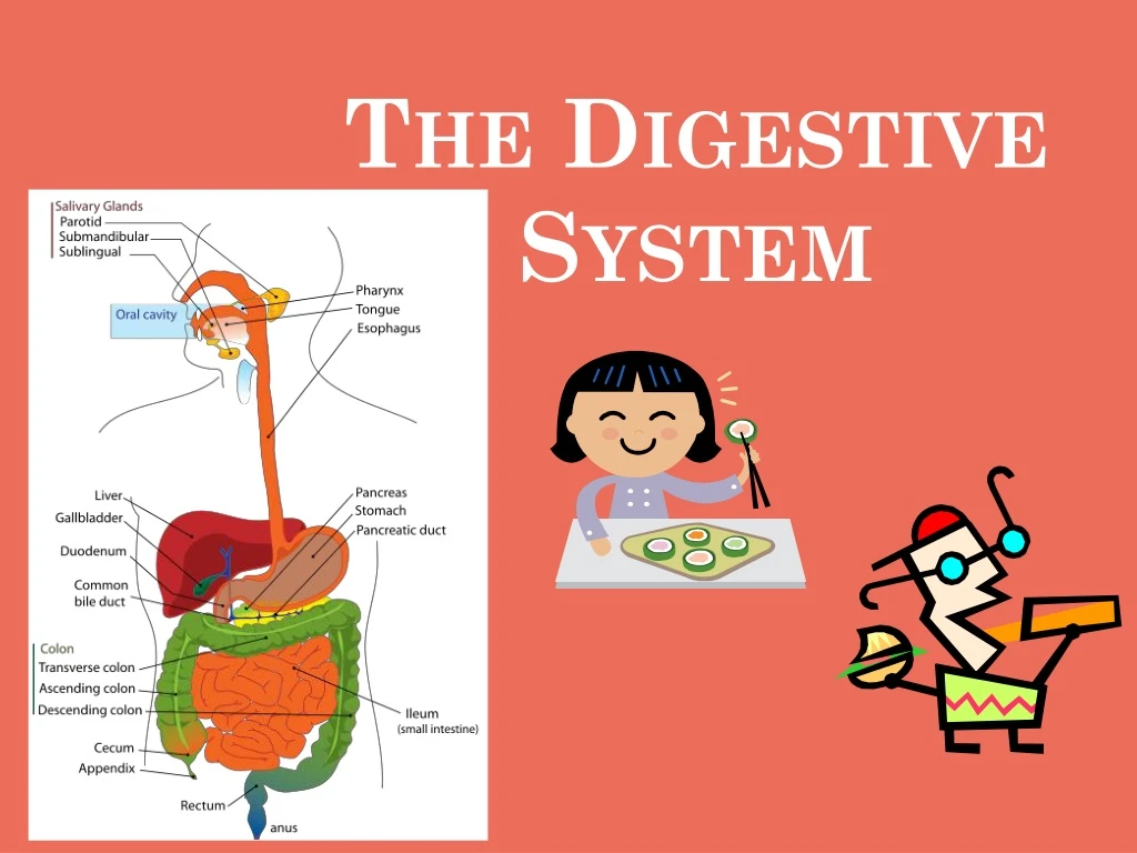 the digestive system