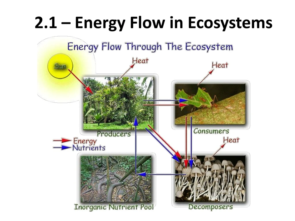 2 1 energy flow in ecosystems