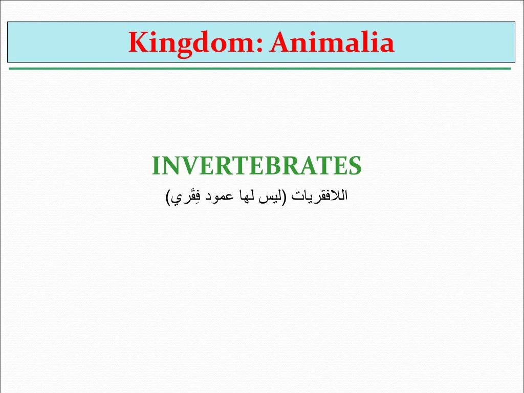 kingdom animalia