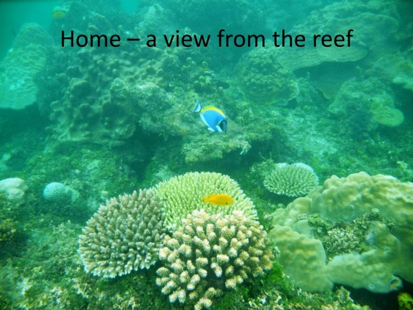 Home – a view from the reef