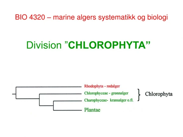 BIO 4320 – marine algers systematikk og biologi