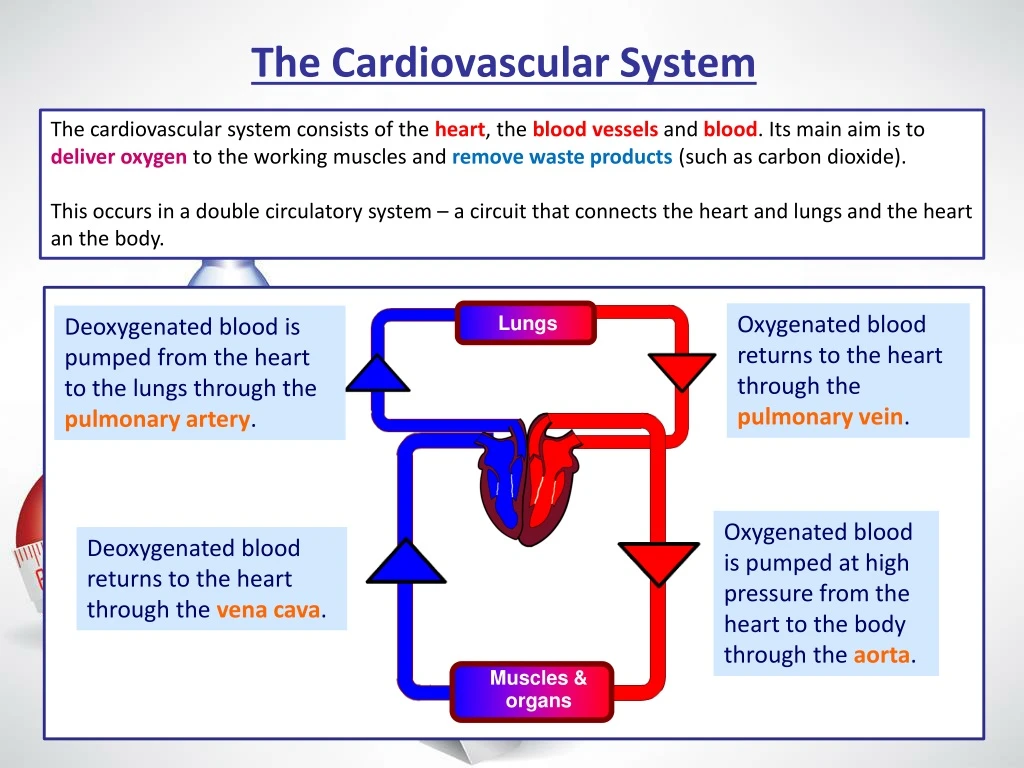 the cardiovascular system