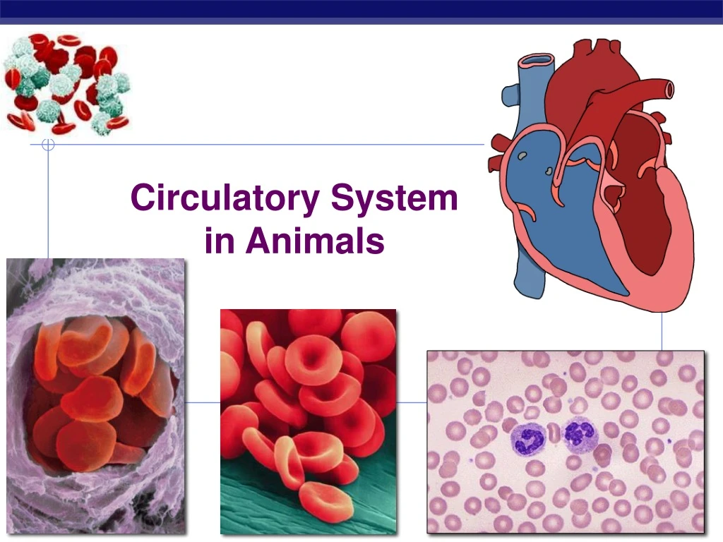 circulatory system in animals