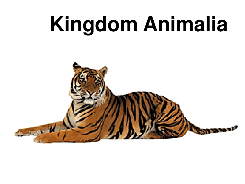 kingdom animalia